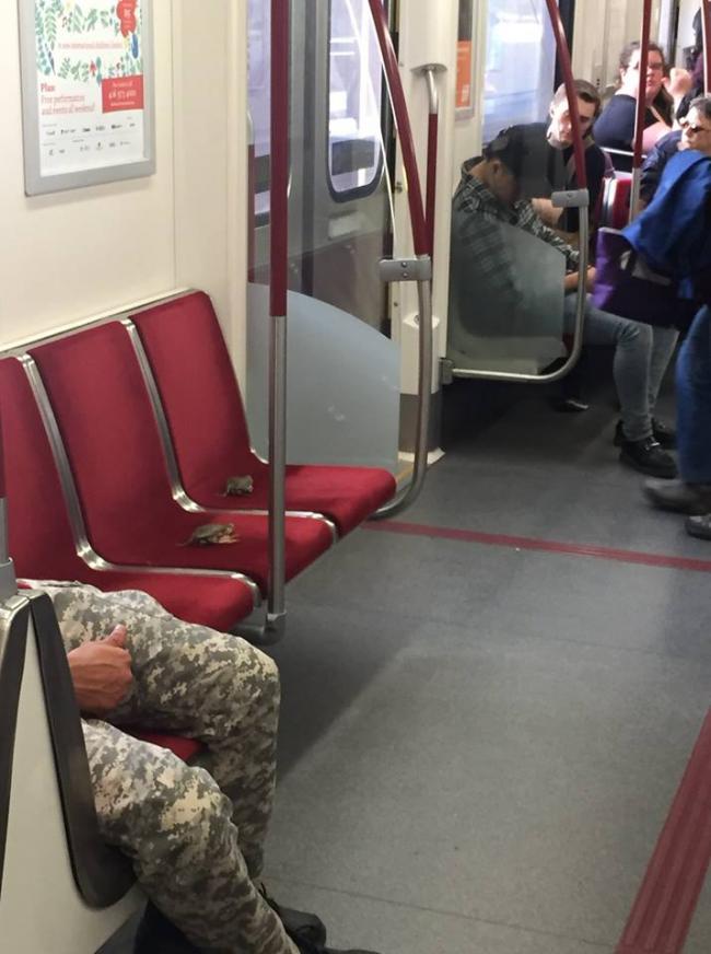 Canada: Live crabs occupy seats in Toronto subway train, witness shares story