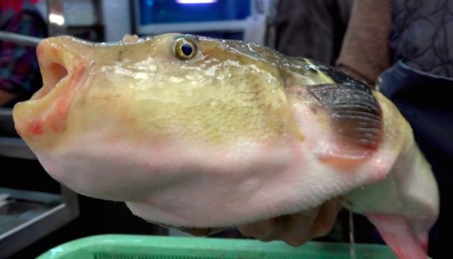 Japan: Gamagori city on alert for deadly fugu fish