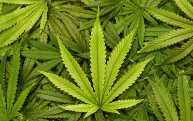 Canadian marijuana producers hiring employees ahead of legalisation