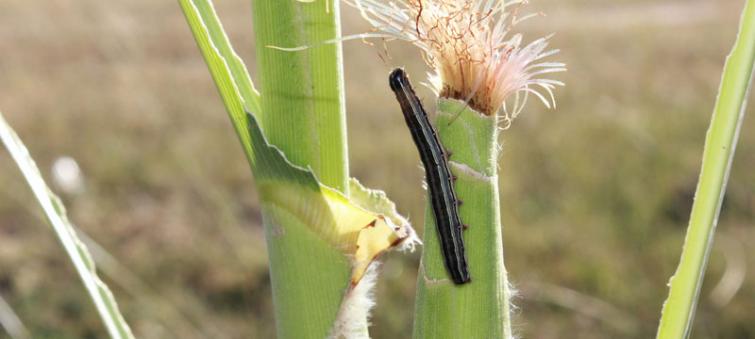 â€˜Growing alarmâ€™ over Fall Armyworm advance, with cash crops â€˜under attackâ€™ across Asia