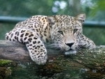 One killed, 1 injured in leopard attack in Sri Lanka's national park