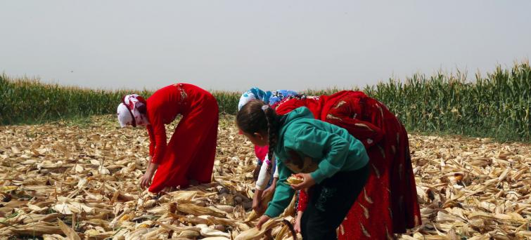 Crop yields are up in Syria, but higher prices still cause major strain: new UN report