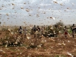 More funding needed to combat locust swarms â€˜unprecedented in modern timesâ€™