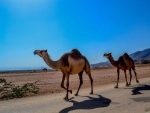 More than 5000 feral camels killed in drought-hit areas of southern Australia