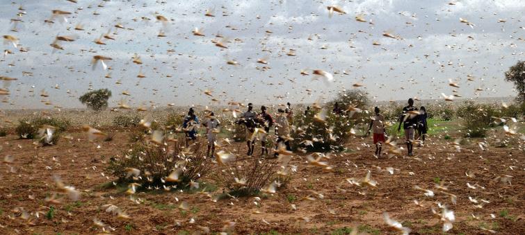 More funding needed to combat locust swarms â€˜unprecedented in modern timesâ€™