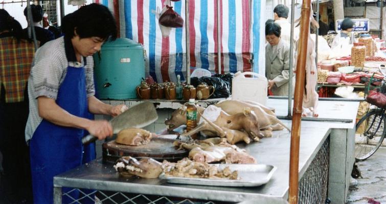 China: Shenzhen bans consumption of cat, dog meat