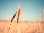 Pakistan government decides to import 4m MT of wheat