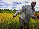 Free up ‘bottlenecks’ stifling Africa’s agri-food sector, urges FAO chief