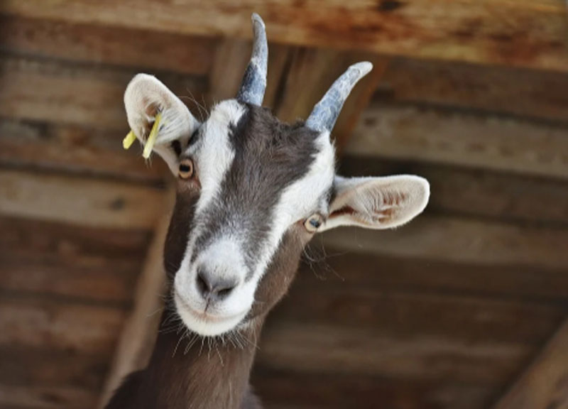 Five booked in Pakistan for 'sexually assaulting' goat