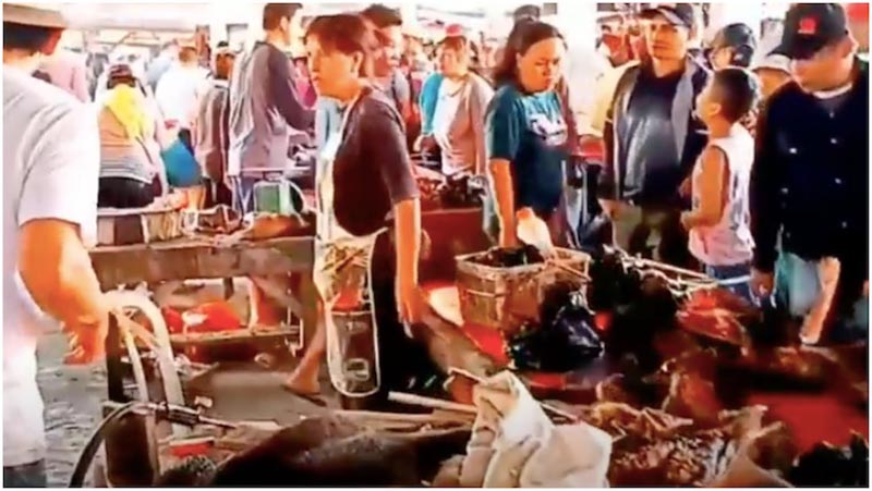 Thousands of wild animals were sold at Wuhan markets in months before Covid-19 outbreak: Reports