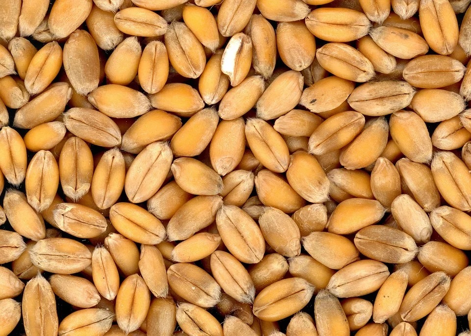 Pakistan's Punjab may soon face wheat shortage