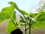 Seeds of change in Kenya as farmers lead way on tobacco-free farms