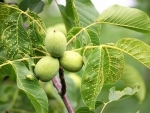 Import of walnuts from China leaves PoK farmers in jeopardy