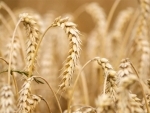 Afghanistan: Taliban bans wheat export