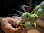 Afghanistan: Opium cultivation up nearly a third, warns UNODC