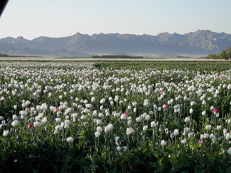 Afghanistan: Large number of farmers now depend on opium cultivation for survival, says SIGAR