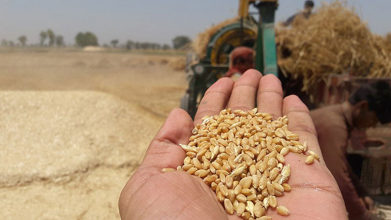 Pakistan: Karachi is facing wheat shortage