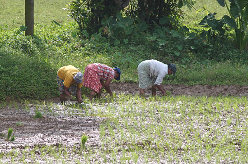Sri Lankan govt workers now given extra day off a week to grow food