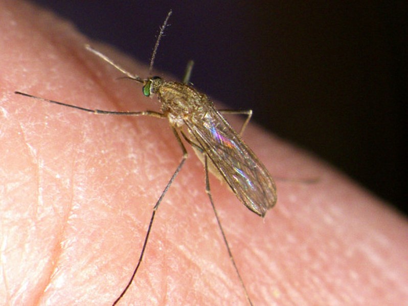 Toronto Public Health confirms first mosquitos in 2023 to test positive for West Nile virus