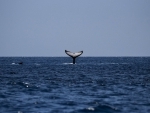 Australia: 51 stranded whales die overnight