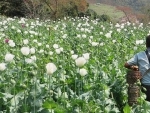 Myanmar overtakes Afghanistan to become world’s top opium producer