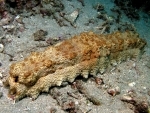 Sri Lanka's sea cucumber industry is facing trouble: Reports