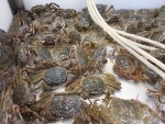 Taiwan's decision to reject tonnes of 'toxic' Shanghai hairy crabs triggers concern about Chinese food's ill effects