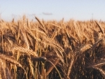 Pakistan: Gilgit-Baltistan government facing backlash as wheat price spikes