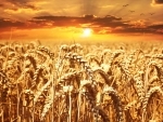 Gil­git-Baltistan government hikes price of subsidised wheat