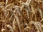 Pakistan witnessing 2.37m tonnes wheat shortage: Minister