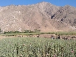 Opium cultivation declines by 95 per cent in Afghanistan, shows UN survey