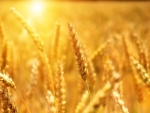 Afghanistan seeks UN's support for wheat storage facilities