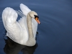 New York: Three teens arrested for killing, consuming village's prized swan
