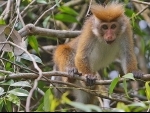 Toque Macaque: Activists express fear over proposal to export 100,000 monkeys from Sri Lanka to China