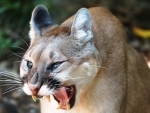 US: Mountain lion attacks couple relaxing in hot tub during Colorado vacation