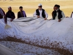 Locust outbreak in Afghanistan threatens wheat harvest