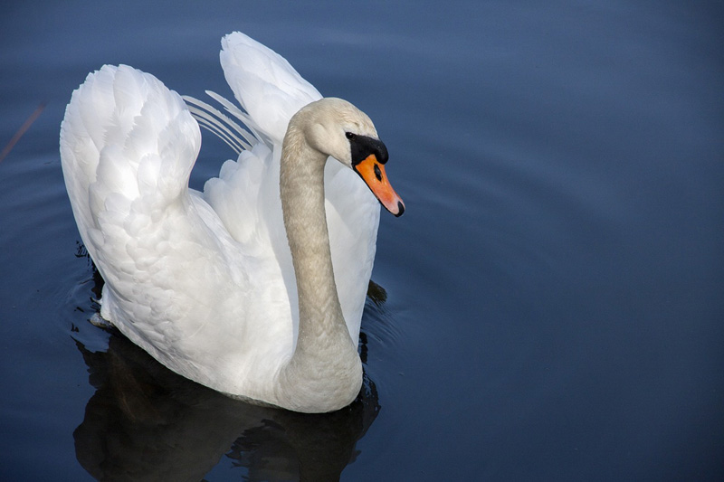 New York: Three teens arrested for killing, consuming village's prized swan