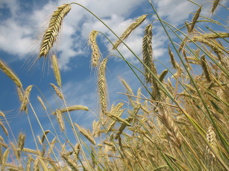 Pakistan: No wheat consignment reaches Balochistan despite SOS by govt over shortage of grain
