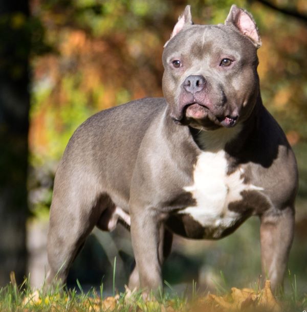 UK PM Rishi Sunak bans dog breed American XL Bully after spate of attacks