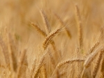 Awami Action Committee to hold protest over surge in wheat prices in Pakistan's Gilgit-Baltistan on January 2