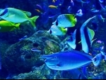 Canada: Tropical fish worth thousands of dollars stolen from Ottawa Valley restaurant