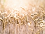 Wheat farmers threaten protest in Pakistan
