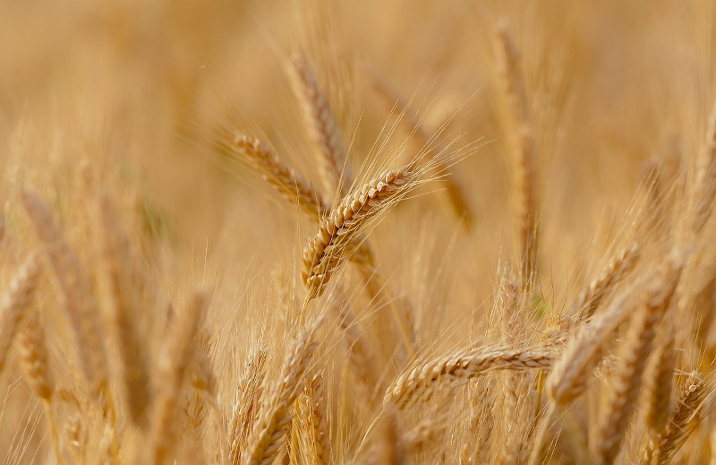 Awami Action Committee to hold protest over surge in wheat prices in Pakistan's Gilgit-Baltistan on January 2